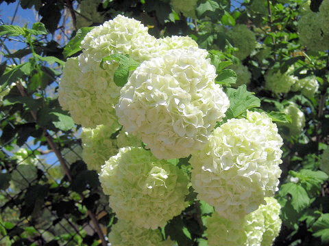 Viburnum plicatum f. plicatum