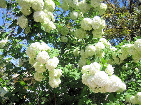 Viburnum plicatum f. plicatum