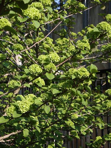 Viburnum plicatum f. plicatum