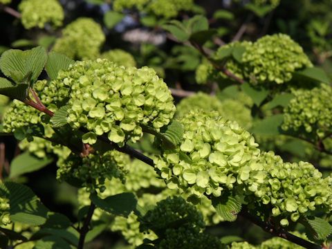 Viburnum plicatum f. plicatum