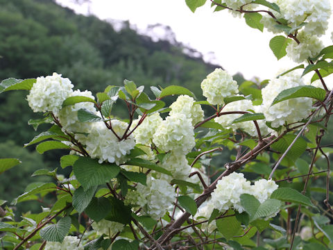 Viburnum plicatum f. plicatum