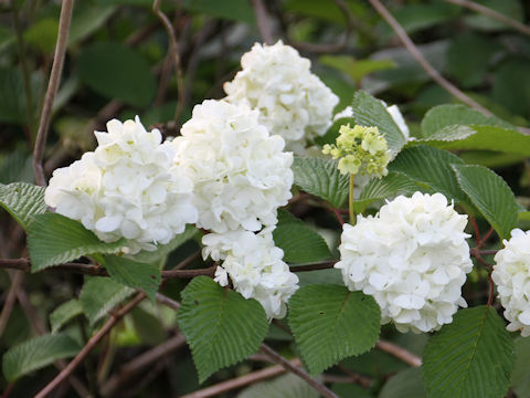 Viburnum plicatum f. plicatum