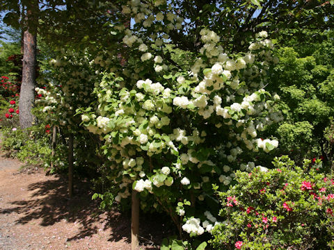 Viburnum plicatum f. plicatum