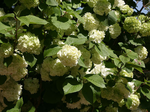 Viburnum plicatum f. plicatum