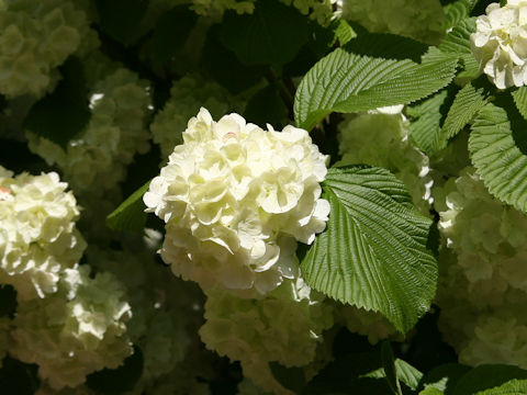 Viburnum plicatum f. plicatum