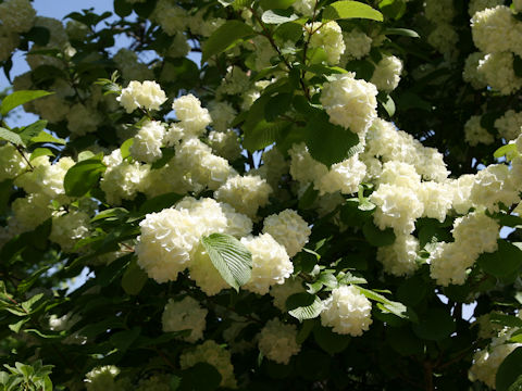 Viburnum plicatum f. plicatum