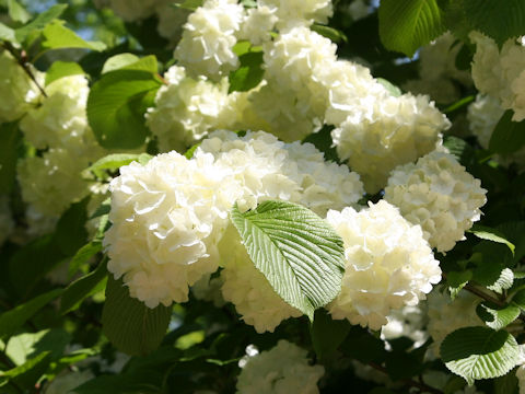 Viburnum plicatum f. plicatum