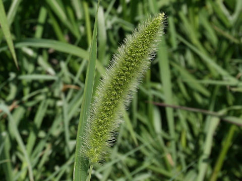 Setaria x pycnocoma