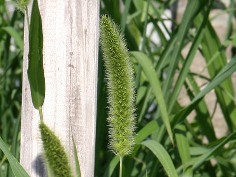 Setaria x pycnocoma