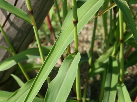 Setaria x pycnocoma