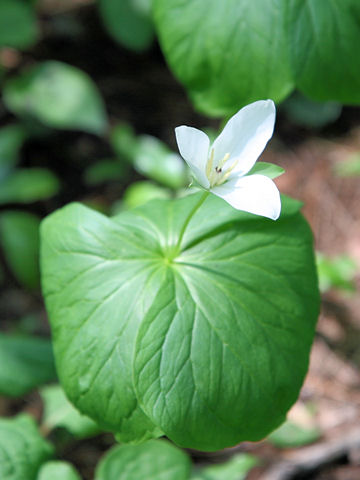 Trillium kamtschaticum