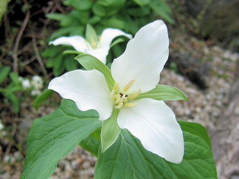 Trillium kamtschaticum