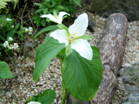 Trillium kamtschaticum