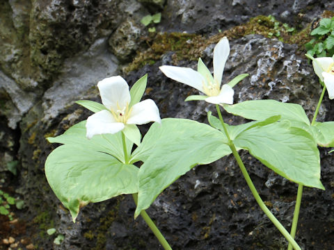 Trillium kamtschaticum