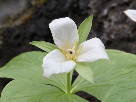 Trillium kamtschaticum