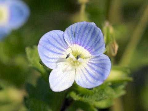 Veronica persica