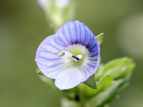 Veronica persica