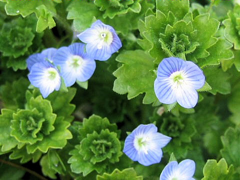 Veronica persica