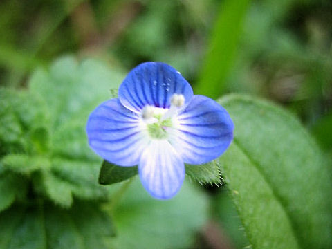 Veronica persica