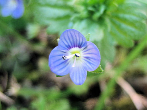 Veronica persica