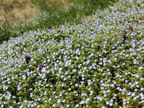 Veronica persica