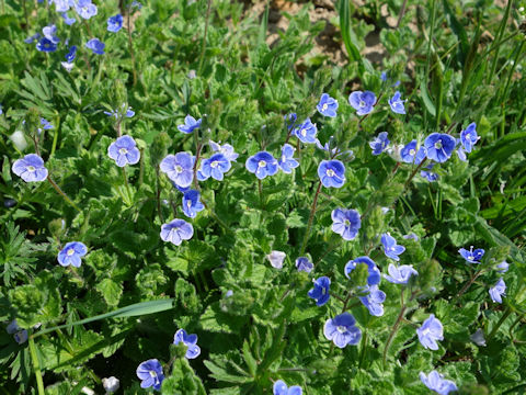 Veronica persica