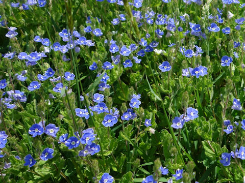 Veronica persica