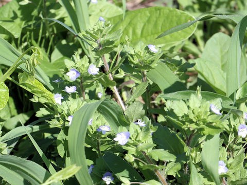 Veronica persica