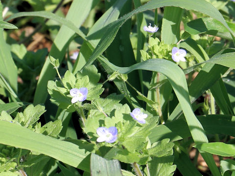 Veronica persica