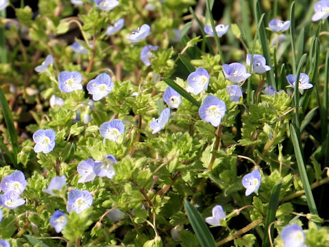 Veronica persica