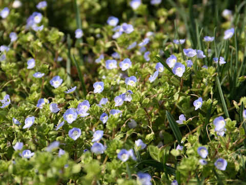 Veronica persica