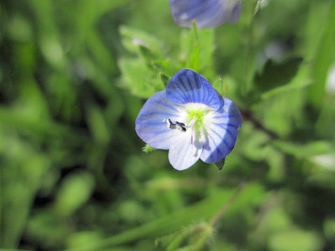 Veronica persica