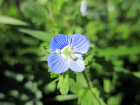 Veronica persica