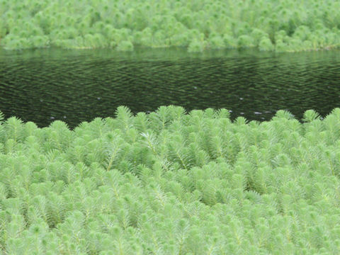 Myriophyllum brasiliense