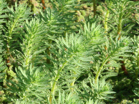 Myriophyllum brasiliense