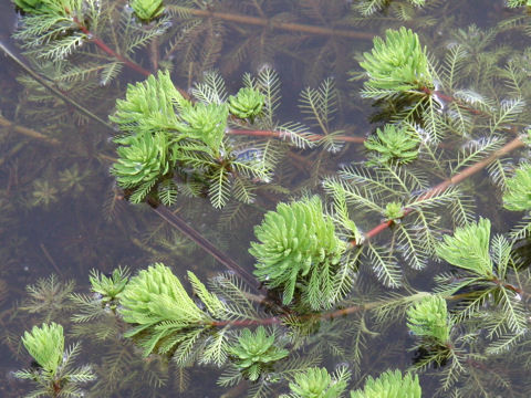 Myriophyllum brasiliense