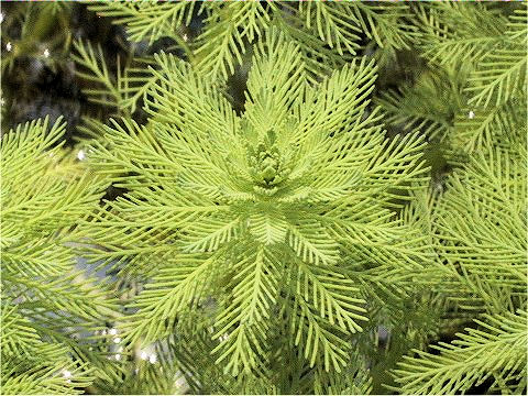 Myriophyllum brasiliense