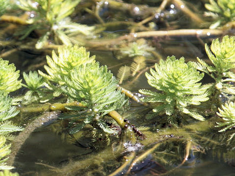 Myriophyllum brasiliense