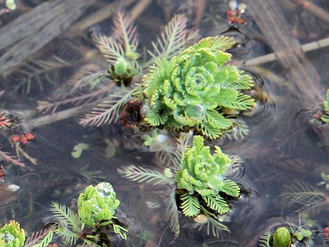 Myriophyllum brasiliense