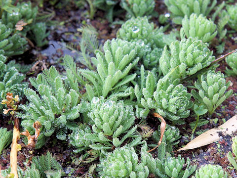 Myriophyllum brasiliense