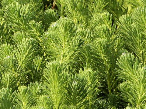 Myriophyllum brasiliense