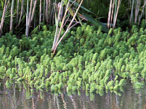 Myriophyllum brasiliense