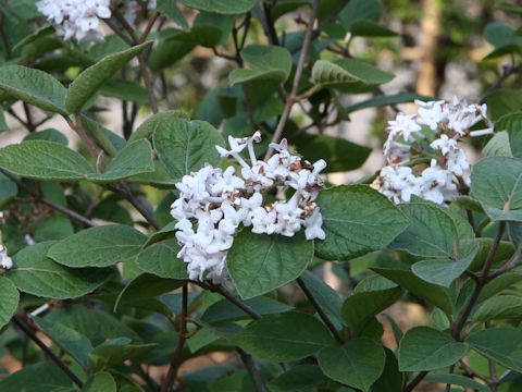 Viburnum carlesii var. carlesii cv. Aurora