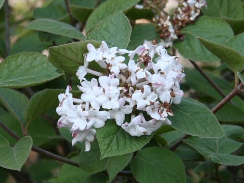 Viburnum carlesii var. carlesii cv. Aurora