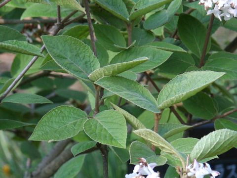 Viburnum carlesii var. carlesii cv. Aurora