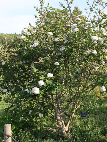 Viburnum carlesii var. carlesii cv. Aurora