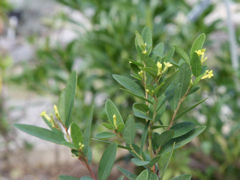 Diplomorpha phymatoglossa