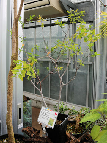 Diplomorpha phymatoglossa