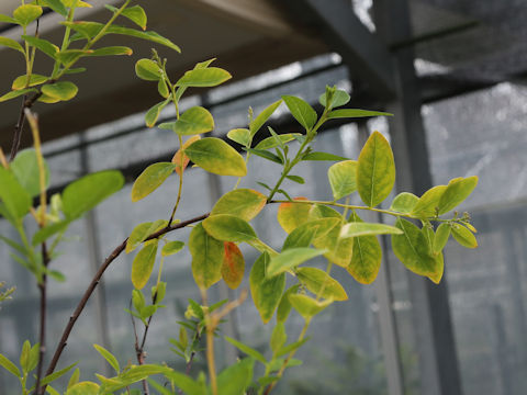 Diplomorpha phymatoglossa