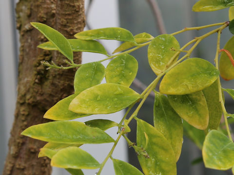 Diplomorpha phymatoglossa